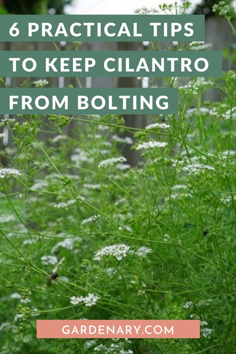 Seed Hacks, Herbs Medicine, Herb Growing, Cilantro Plant, Cilantro Seeds, Gardening Herbs, Growing Cilantro, Growing Vegetables In Pots, Garden Companion Planting