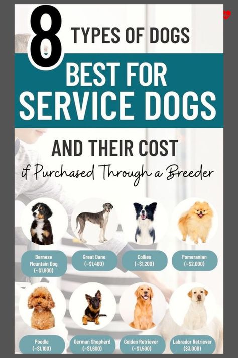 8 Types of Service Dogs & How to Get One Service Dog Breeds, Service Dogs Breeds, Service Dogs Gear, Positive Dog Training, Emotional Support Dog, Support Dog, Emotional Support Animal, Assistance Dog, People With Disabilities