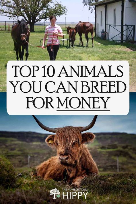 livestock for profits pin Farm Animals For Homestead, Animal Farming Ideas, Cool Farm Ideas, Petting Zoo Farm Ideas, Unusual Farm Animals, Animals For Homesteading, Profitable Farming Ideas, Best Homestead Animals, Raising Mini Highland Cows