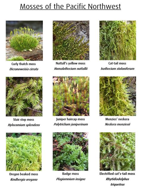 #moss #identification #pnw #pacific #cascadia #nature Pnw Garden, Native Plant Landscape, Plant Landscape, Natural Landscaping, Lichen Moss, Terrarium Ideas, Tree Identification, Plant Fungus, Moss Garden