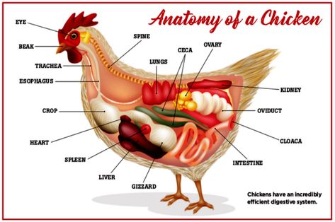 Anatomy Of Chicken, Chicken Anatomy, Organs Anatomy, Animal Vet, Chicken Incubator, Ag Teacher, Chicken Keeping, Chicken Ideas, Egg Incubator