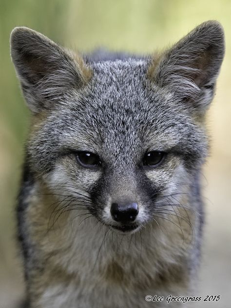 Grey Fox Animal, Shape Language, Hunger Games Districts, Games Aesthetic, Animal Reference, Grey Fox, Pet Fox, Beautiful Country, Inspiration Board