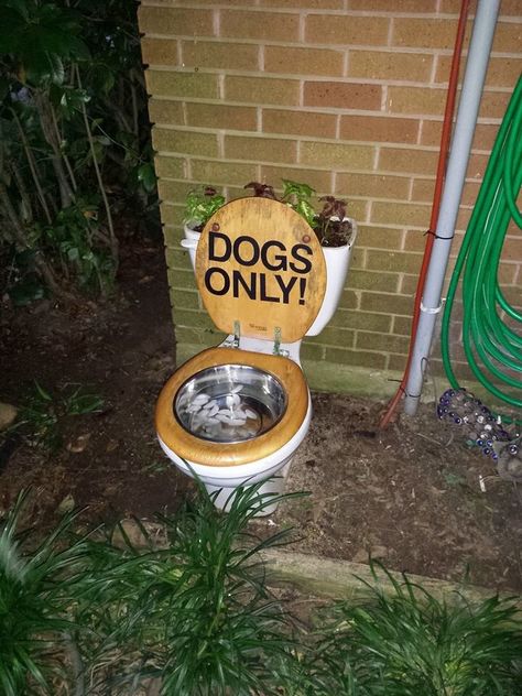 Toilet Planter/Water Bowl for My Dogs :) Outside Water Bowls For Dogs, Outdoor Water Bowls For Dogs, Outside Dog Water Bowl Ideas, Toilet Planters Garden Ideas, Dog Water Bowl Garden, Dog Water Bowl Ideas, Toilet Planter, Dog Daycare Business, Dog Backyard