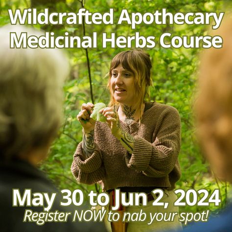 Would you love to forage for wild greens and medicinal herbs, and know just what to do with them to prepare your own remedies or delicious dishes? ⁠ Come learn over an intensive long weekend at Wild Abundance with Rebecca Beyer, @bloodandspicebush , plus a handful of unique guest instructors throughout the days you'll be here. This class is filling quick so nab yourself a spot! ⁠ https://www.wildabundance.net/in-person-classes/wildcrafting-medicine-making-herbalist-class/ Herbal Elixir, Herbal Apothecary, Plant Identification, Foundational Skills, Wild Plants, Wild Food, Medicinal Herbs, Herbal Medicine, Long Weekend