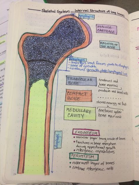 Skeletal System Anatomy, Medicine Notes, Basic Anatomy And Physiology, Nurse Study Notes, Nursing Student Tips, Medical Student Study, Nursing School Survival, Skeletal System, Medical School Motivation