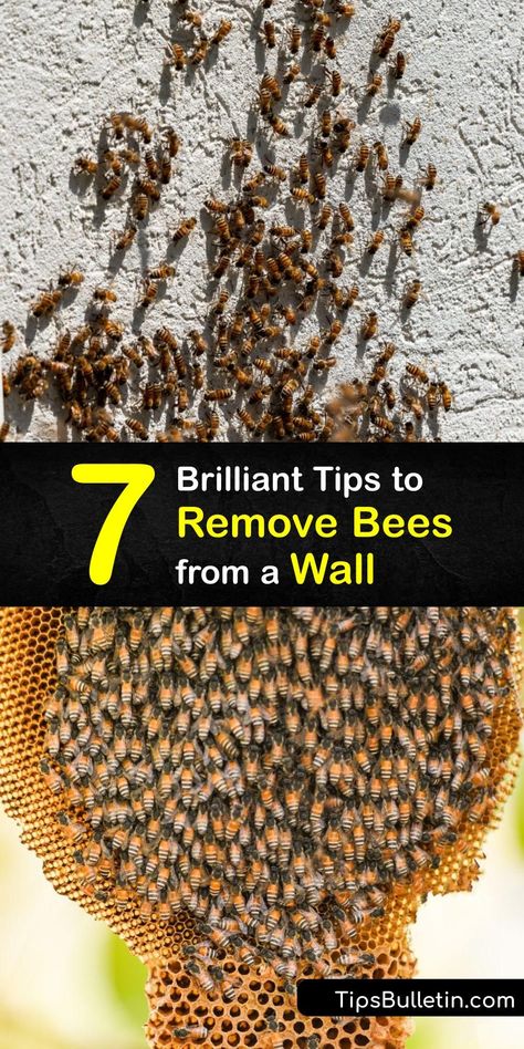 Learn how to remove bees and a bee nest from a wall safely. Many different types of bees nest in walls, from carpenter bees to honey bees, and it’s vital to take proper steps when performing bee removal to prevent a bee swarm. #howto #remove #bees #wall Bees Nest, Bee Repellent, Different Types Of Bees, Getting Rid Of Bees, Honey Bee Swarm, Ground Bees, Bees Hive, Bee Nest, Bee Safe