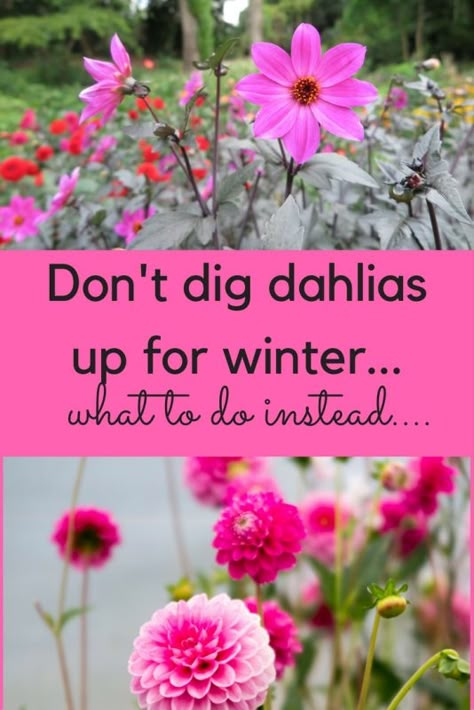 Dahlia Flower Garden, Cottage Patio, Growing Dahlias, Dahlias Garden, Flower Farming, Garden Shrubs, Cut Flower Garden, Dahlia Flower, Gardening Flowers