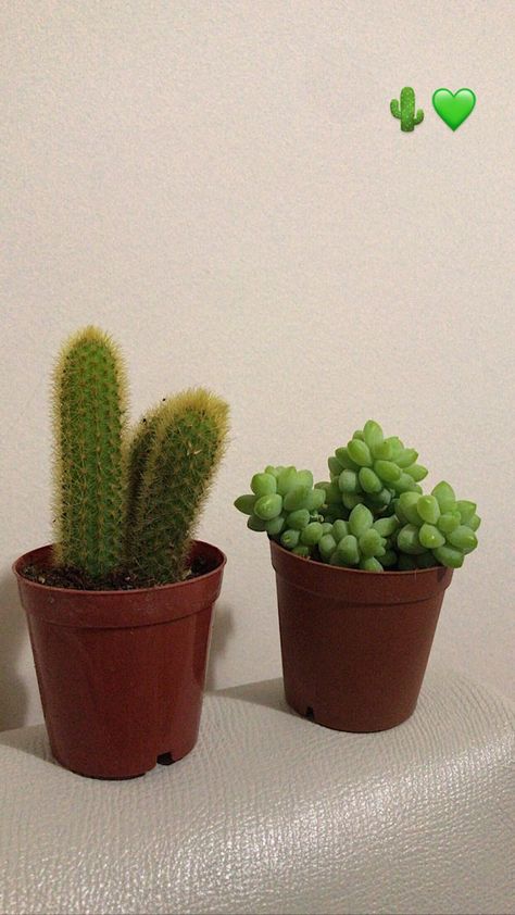 Succulent Garden Indoor, Mini Cactus, Growing Plants Indoors, Mini Plants, Cute Birthday Cakes, All Food, Cactus Y Suculentas, Nature Plants, Plant Mom