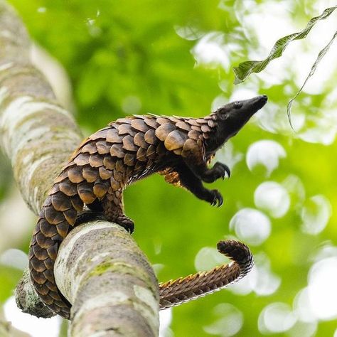 Black-bellied Pangolin (Phataginus tetradactyla) / Pangolin à longue queue / Image by wildlifephotographymilse (Thorsten Milse) from instagram Pangolin Aesthetic, Animal Photo Reference, Indian Pangolin, Pangolin Art, Ground Pangolin, Monkey Breeds, Animal Poses, Strange Animals, Animal Study