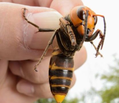 Asian Giant Hornet - up to 2 inches, size of thumb, stings with venom that alerts other Asian Giant Hornets to sting you until you die. Japanese Giant Hornet, Hornet Sting, Cool Insects, Bee Colony, Bees And Wasps, Flying Insects, Creepy Crawlies, Invasive Species, Arthropods