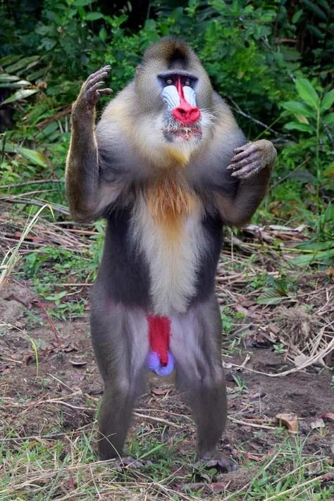 Mandrill Baboon, Jojo Oc, Mandrill Monkey, Ugly Monkey, Bizarre Animals, Sun Song, Mandrill, How To Wear Rings, Tropical Animals