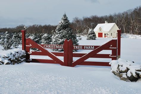 Christmas Tree Farm Farmhouse Gate, Farm Gates, Gated Entrance, Prefab Barns, Yankee Barn Homes, Barn Christmas, Post And Beam Barn, Christmas Tree Lots, Farm Christmas