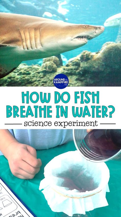 how do fish breathe in water ocean animal adaptations science experiment Marine Biology Science Experiments, Ocean Animal Science Experiments, Habitat Science Experiments, How Fish Breathe Experiment, Steam Ocean Activities, How Do Fish Breathe Preschool, Ocean Science Kindergarten, Elementary Animal Science Activities, Earth Science For Preschool