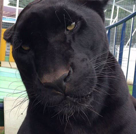 Black Panther Cat, Panther Cat, Black Jaguar, Skateboarder, Beautiful Cats, Black Panther, Animals Friends, Big Cats