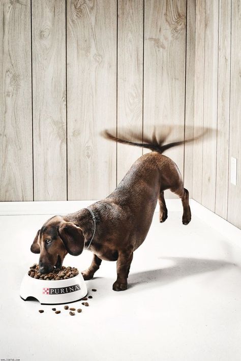 15 Super Creative Print Ads With Animals Funny Commercial Ads, Guerrilla Marketing, Funny Commercials, 광고 디자인, Commercial Ads, Publicidad Creativa, Funny Ads, Weenie Dogs, Dachshund Love