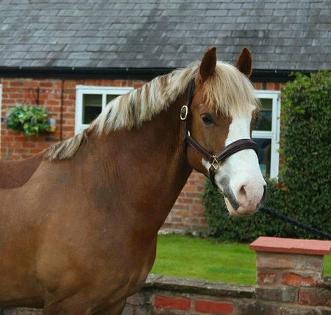 Flaxen Chestnut Horse, Horse Colours, Draft Horse Breeds, Suffolk Punch, Welsh Pony, Pony Breeds, Horse Colors, Draft Horse, Chestnut Horse