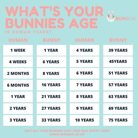 Did you know according to the guinness book of records the oldest bunnie lived to 16 human years, which is 110 bunny years! Bunny Care Tips, Cute Qoutes, Pet Bunny Rabbits, Bunny Names, Bunny Care, Year 8, Guinness Book, Year 7, Year 6