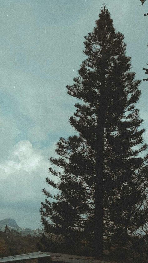 Thalia's Pine Tree, Pine Tree Photography, Sea Of Monsters Aesthetic, Tagaytay Photography, Pining Aestethic, Pine Trees Aesthetic, Tagaytay Aesthetic, Pine Tree Aesthetic, Nathan Aesthetic