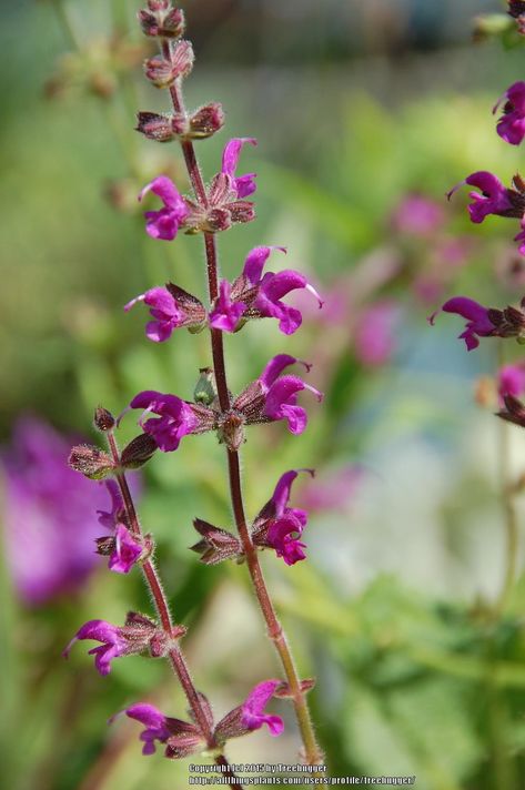 Meadow Sage, Plant Information, Tree Hugger, Fragrant Flowers, Colorful Flowers, Perennials, Photo Galleries, Angel, Plants