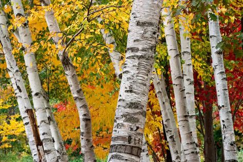 8 Common Types of birch trees (with Photos) - Plantglossary Types Of Birch Trees, White Mountain National Forest, Scenic Art, Birch Trees, Beach Landscape, White Mountain, Plant Species, Landscape Artist, Winter Landscape