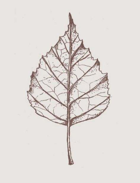 Linden Leaf Tattoo, Hazel Leaf Tattoo, Elm Leaf Tattoo, Aspen Leaf Drawing, Birch Leaf Tattoo, Aspen Leaf Tattoo, Aspen Tattoo, Pine Cone Tattoo, Cone Tattoo