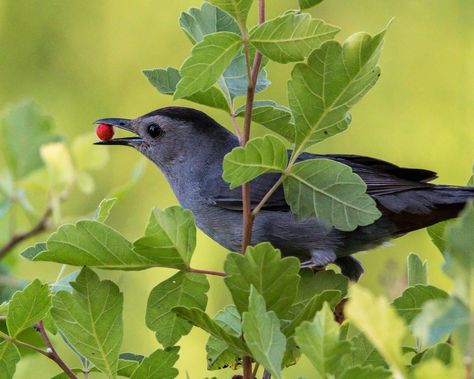 Kinds Of Birds, How To Attract Birds, Eat Fruit, Backyard Birds, Birds Tattoo, Slate Gray, Black Feathers, Bird Species, Wild Birds