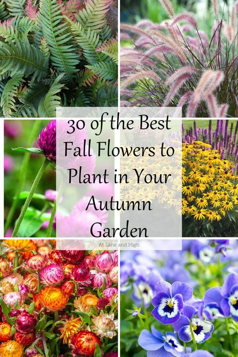 Transform your autumn garden with the best fall flowers! 🍂🌼 Discover stunning blooms like chrysanthemums, asters, and ornamental kale that bring vibrant colors and texture to your outdoor space. From rich reds and oranges to soft yellows and purples, these seasonal favorites not only enhance your garden's beauty but also attract pollinators. Perfect for planting in September and October, these flowers will keep your garden lively long into the cooler months. Get inspired and create your autumn paradise! 🌻🍁 #FallFlowers #AutumnGarden #GardeningTips Fall Garden Bed Ideas, Fall Planting Perennials, Fall Flowers To Plant, Flowers To Plant, Ornamental Kale, Attract Pollinators, Plant Painting, Balloon Flowers, Fall Plants