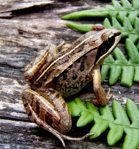 Wood Frog :: Arkansas Frogs and Toads  This is the little guy with the Lone Ranger mask!  He comes out early - maybe in January.  Sounds like a hoarse duck quack - quiet. Types Of Frogs, Wood Frog, Frog Heart, Vernal Pool, The Lone Ranger, Turtle Love, Forest Creatures, Aquatic Animals, Frog And Toad