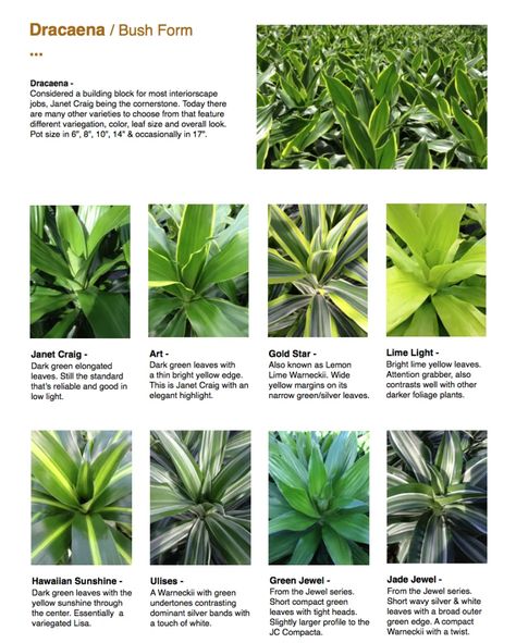 Dracaena Plant Types, Dracena Plant, Plant Knowledge, Plants 101, Weave Braid, Dracaena Marginata, Dracaena Plant, Yellow Sunshine, Plant Light