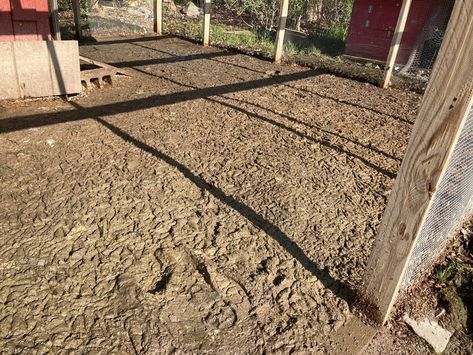 I’m looking for suggestions on how I can keep my duck coop run area clean. Right now it’s just a muddy poopy mess and I want a way to keep it nice and clean. And as the days get warmer a way to keep the scent down as well. How To Keep Duck Coop Clean, Sand In Duck Coop, Duck Run Flooring, Duck Pen Flooring, Duck Coop Flooring Ideas, Mess Free Duck Pen, Duck Waterer No Mess Winter, Duck Runs, Duck Run