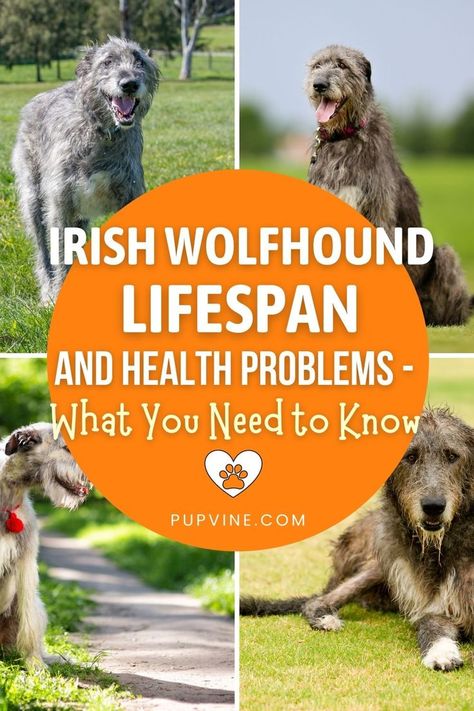 How long is the Irish Wolfhound lifespan? Why do these dogs live so short? Here are a few tips and tricks for helping your pooch live longer! Wolfhound Puppies, Sight Hounds, Irish Wolfhound, Dog Health, Live Long, Dog Grooming, Health Problems, Tips And Tricks, Need To Know