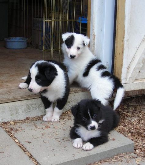 Livestock Guardian Dog, British Car, Cute Borders, Anatolian Shepherd, Border Collie Puppies, Collie Puppies, Dog Pics, Muddy Paws, Poodle Puppy