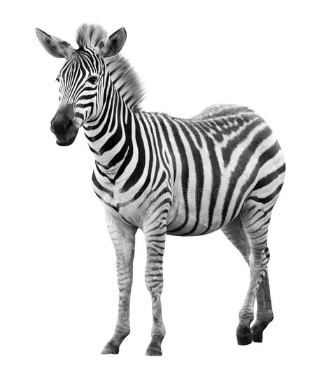 Young male zebra isolated. On white background , #ad, #zebra, #male, #Young, #background, #white #ad Impala Animal, Good Friday Images, Zebra Pictures, Wild Animals Vector, Baby Room Inspiration, Zebras Animal, Friends Image, Photo Editing Services, Girly Pictures