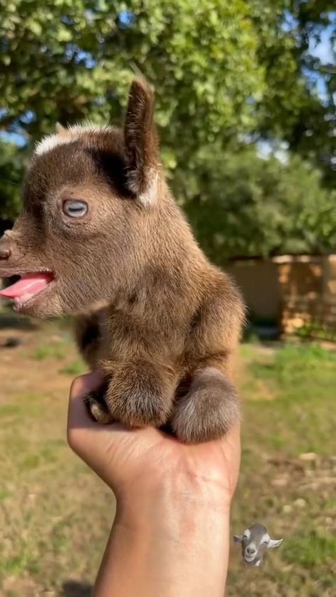 Little Baby Goat In The Hand in 2022 | Funny animals, Cute baby animals, Cute animals Tiny Goat, Baby Animals Cute, Baby Farm Animals, Baby Goat, Cute Goats, Baby Animals Pictures, Animals Funny, Animals Cute, Baby Goats