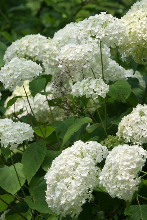 How To Winterize Hydrangeas, Winterizing Hydrangeas, Winterize Plants, Hydrangea Winter Care, Trimming Hydrangeas, Little Lime Hydrangea, Snowball Hydrangea, Propagating Hydrangeas, Pruning Hydrangeas