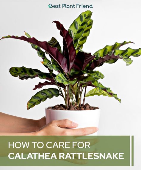 Take a look of these tips to make your Rattlesnake thrive well! 💚 #plants #plantsmakepeoplehappy #indoorplants #plantsplantsplants #houseplant #houseplants #houseplantclub #houseplantlove #houseplantsmakemehappy #houseplantjournal #houseplantplantclub #houseplantdiary #houseplantsclub #houseplantaddict #houseplantlover #houseplantopia #houseplantslover #houseplantlovers #houseplanthome #houseplanthoarder #bestplantfriend #house_plant_community #planttips #calathea #rattlesnakeplant Rattlesnake Calathea, Rattlesnake Plant, Calathea Lancifolia, Garden Knife, Soil Texture, Sensitive Plant, Calathea Plant, Plant Journal, Prayer Plant