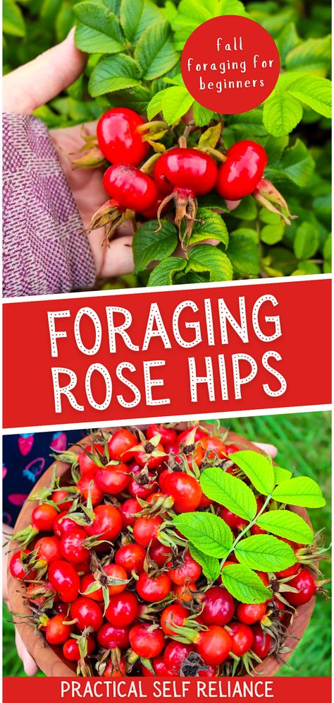 Embrace the autumn season by foraging rose hips. Our guide on Fall Foraging for Beginners provides insights on identifying rose hips and their myriad of uses - from rose hip oil to rose petal jelly. Discover the health benefits of rosehips and relish in delightful rose hip recipes this fall. Uses For Rose Hips, Rose Hip Recipes, Benefits Of Rose Hips, Appalachian Forager, Rose Hips Benefits, Foraging For Beginners, Herbalist Recipes, Fall Foraging, Rosehip Recipes