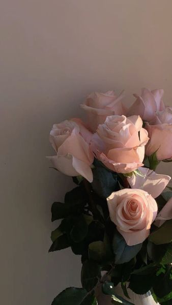 Pink Roses, Roses, Vase, Flowers, Wall, Pink, White