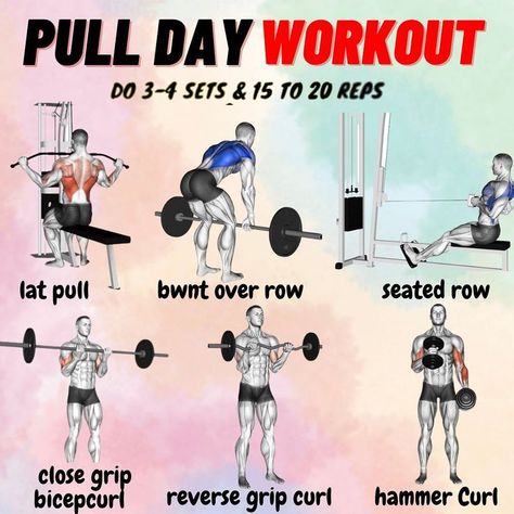 Pull Day Workout Pull Day Workout Gym, Gym Dumbell, Back Workout Program, Workout 2023, Workouts Programs, Muscles In The Back, Pull Workout, Pull Day, Pull Day Workout