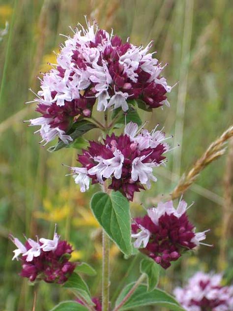 Marjoram Flower, Wild Marjoram, Origanum Vulgare, Wildlife Garden, Border Ideas, Wildlife Gardening, Common Names, Marjoram, Joy Of Life