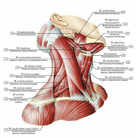 Neck Muscle Anatomy, Body Muscle Anatomy, Punkty Spustowe, Human Muscle Anatomy, Head Anatomy, Neck Muscles, Yoga Anatomy, Human Body Anatomy, Human Anatomy Drawing