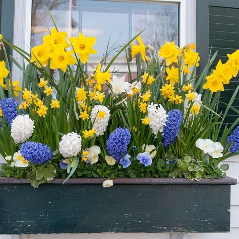 What can I plant in a winter window box? | Home | The Sunday Times Spring Flower Boxes Window, Spring Window Boxes Ideas, Spring Flower Planters, Ivy Landscaping, Spring Flower Boxes, Sitcom House, Easter Window Boxes, Spring Window Boxes, Spring Planter Ideas