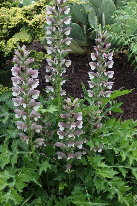 Acanthus Plants for Sale | Bear's Breeches | Acanthus mollis Acanthus Hungaricus, Acanthus Plant, Acanthus Mollis, Shade Planting, Flowering Shade Plants, Shrub Garden, Shady Gardens, Full Shade Plants, Rabbit Resistant Plants