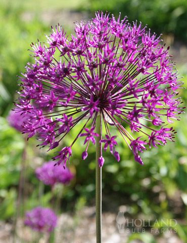 Purple Sensation Allium, Veronicastrum Virginicum, Part Sun Perennials, Allium Bulbs, Bulb Garden, Cranesbill Geranium, Perennial Gardens, Drought Tolerant Perennials, Herb Garden Kit