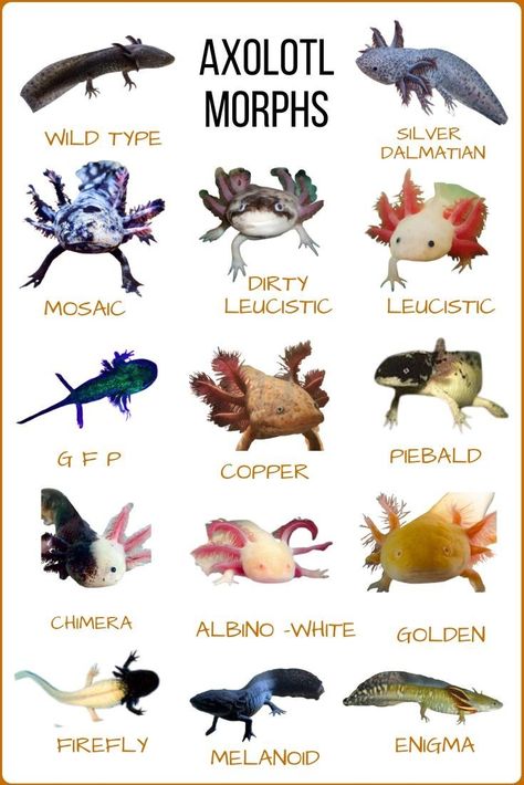 Axolotl Different Colors, Axolotl Tank Ideas Diy, Axolotl Colors, Axolotl Poster, Axolotl Stuff, Axolotl Care, Blue Axolotl, Axolotl Tank, Axolotl Cute