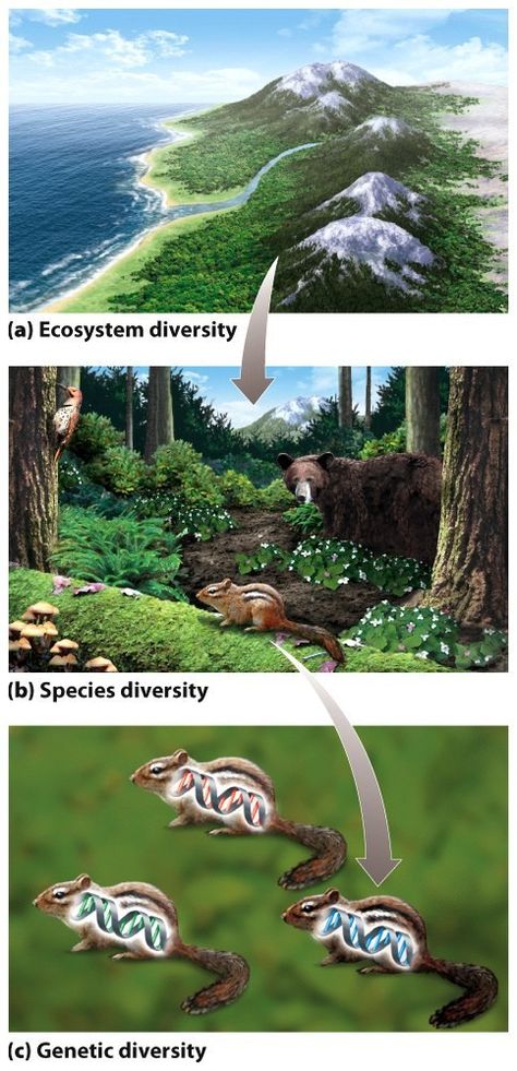 Levels of biodiversity. 3 scales: a.) ecosystem diversity is the variety of ecosystems within a region.  b.) species diversity is the variety of species within an ecosystem c.) genetic diversity is the variety of genes among individuals of a species. Science Portfolio, Mountain Ecosystem, Emergency Housing, Genetic Diversity, Biological Science, Portfolio Pictures, Biological Diversity, Skin Care Pictures, Keystone Species