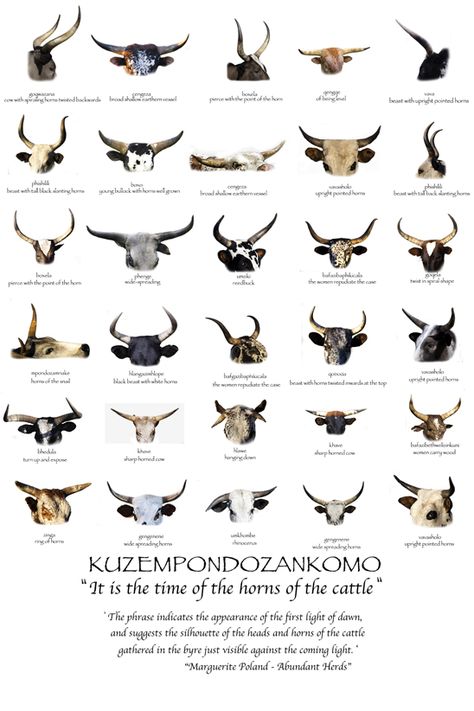 Different kinds of Nguni cattle horns Nguni Cows, Nguni Cattle, African Antelope, Cow Skin Rug, Certificate Of Origin, Holstein Cows, Skin Rugs, Veterinary Technician, Cow Horns