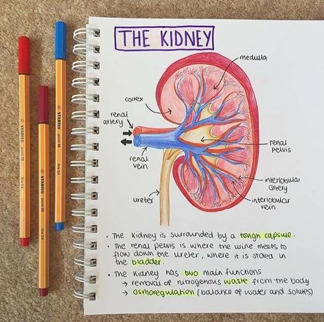 Biology Notes Aesthetic Kidney, Kidney Study Notes, Human Body Notes Aesthetic, Kidney Notes Biology, Medical School Notes Aesthetic, Kidney Aesthetic, Doctor Study Notes, Sonography Student Aesthetic, Kidney Notes