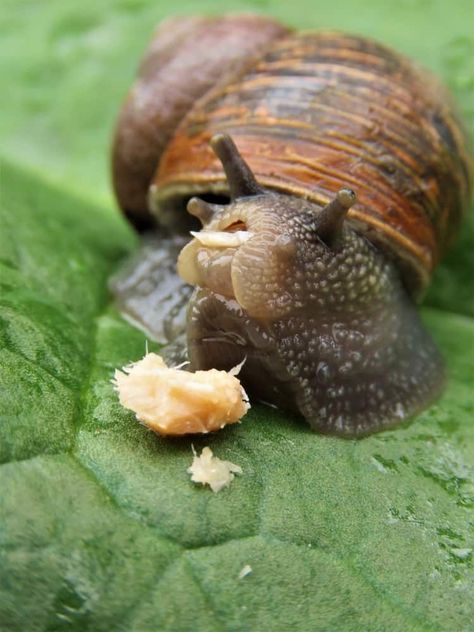 Snails Habits And Biology Snail Food Recipes, Snail Home Ideas, Pet Snails Terrarium, Garden Snail Terrarium, Prang Mantis, Pet Snail Terrarium, Snail Recipes, What Do Snails Eat, Snail Pet