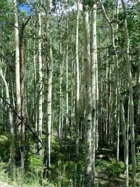 Aspen Grove, Aspen Summer, Aspen Trees, Flower Of Life, Aspen, Garden Arch, Colorado, Outdoor Structures, New Homes